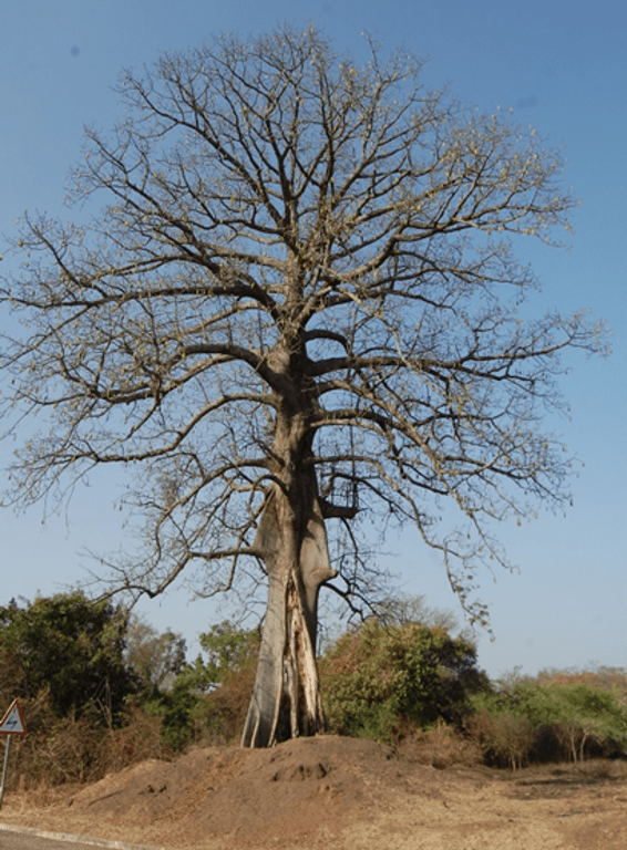 cottontree