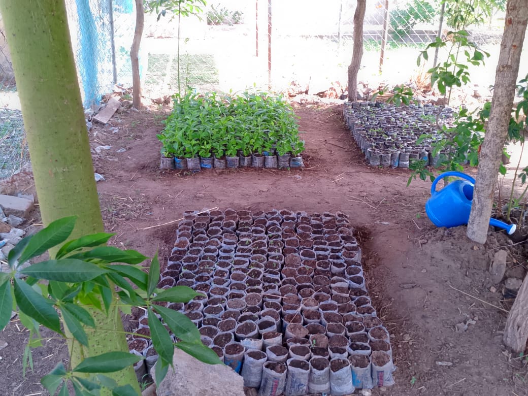 orderly seed germination shot