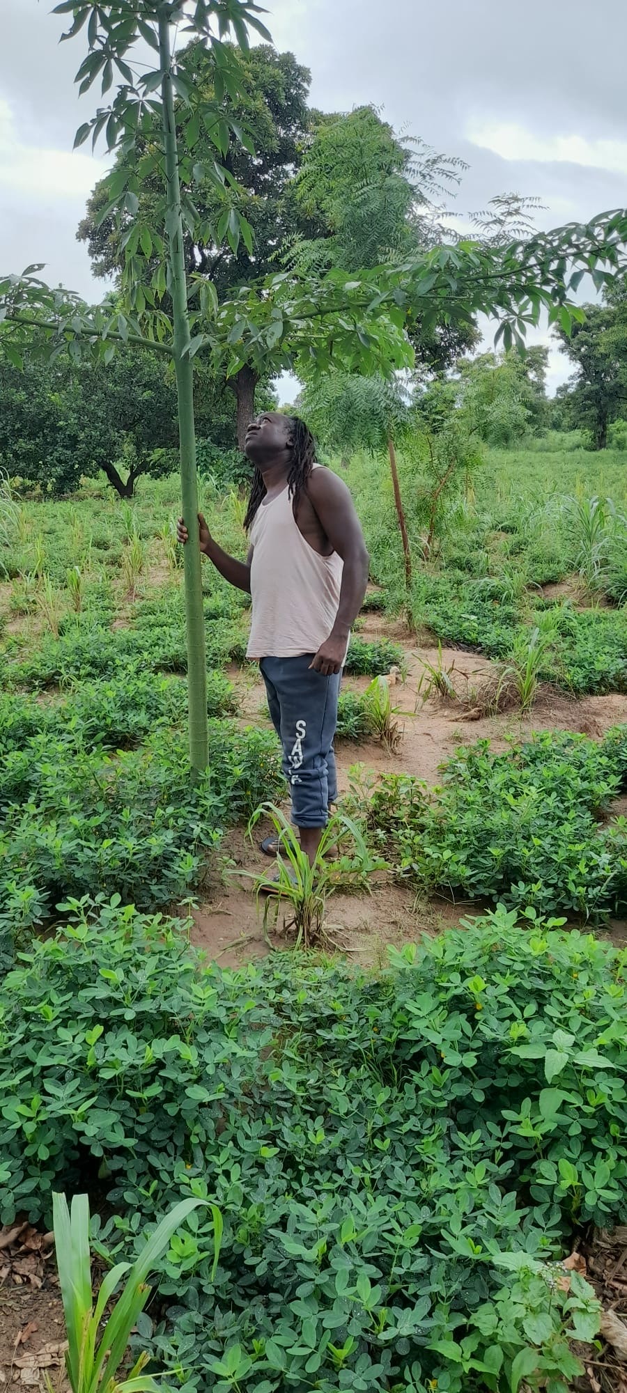 rashid with female cotton tree